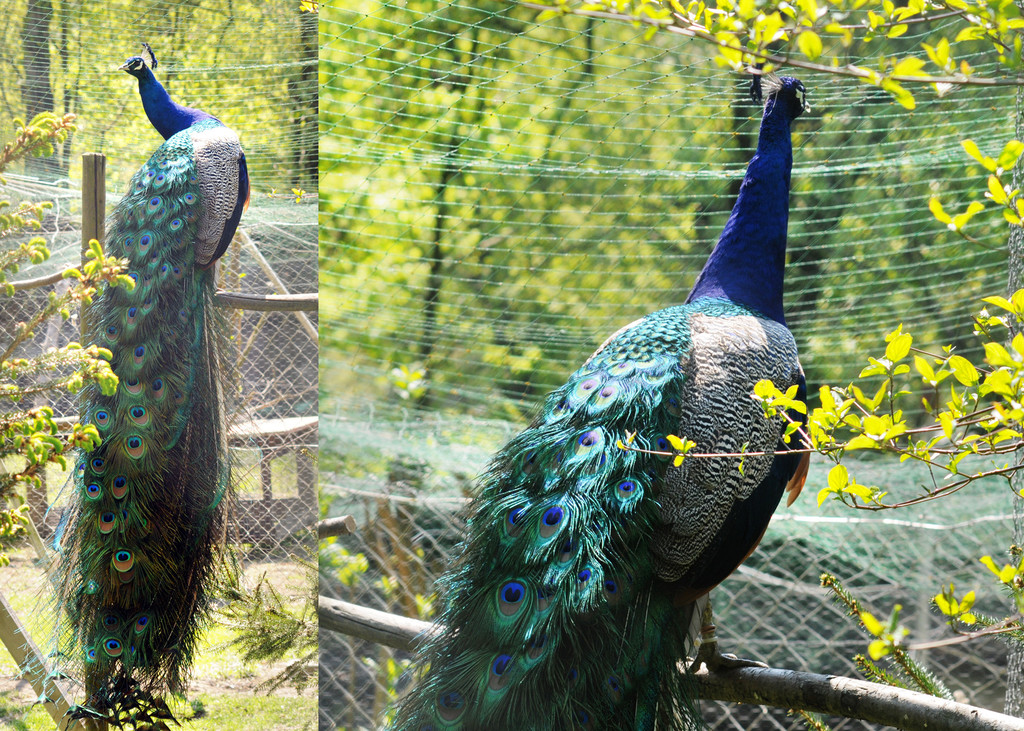 Pfau x 2_jpg-1306691808