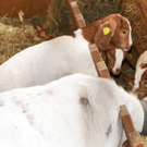 Ziegennachwuchs_jpg-1306691867
