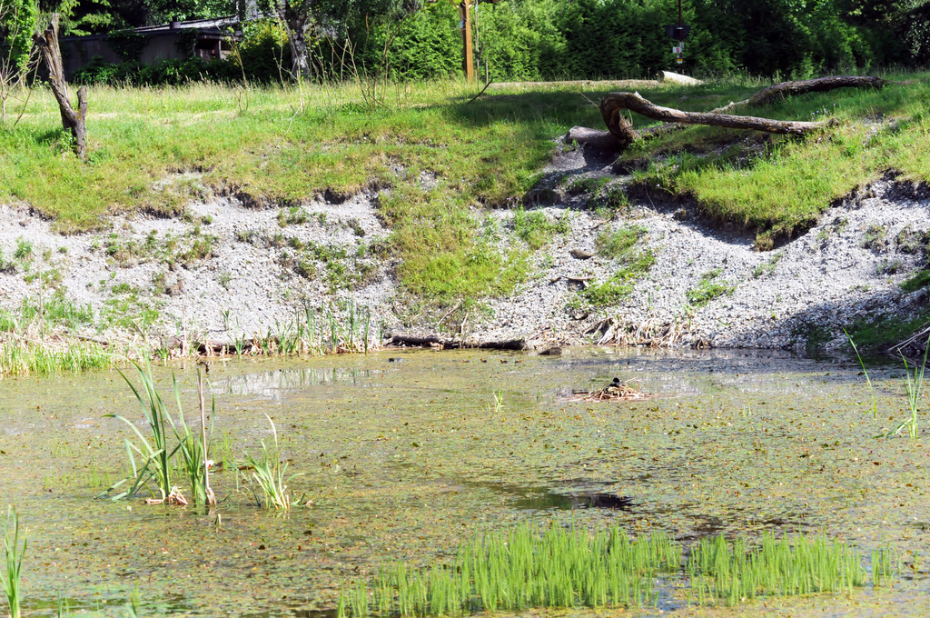 Naturpark Teich_jpg-1306692009