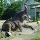 © herz-fuer-tiere.de
