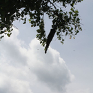 normal_29052011alleelaufbienenfaaktivnews_04.jpg