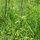 DSCN7860_JPG-1306767571