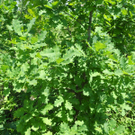 DSCN7871_JPG-1306767656