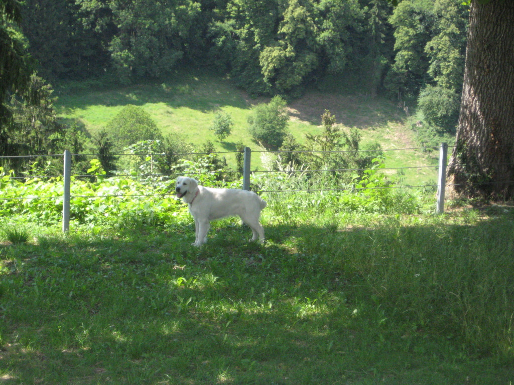 Waldtag 046.jpg