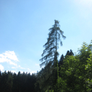 Waldtag 094.jpg