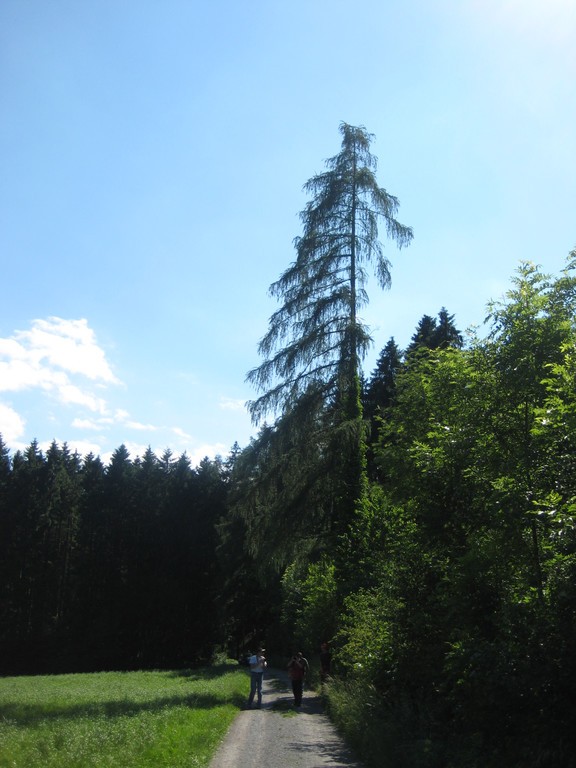 Waldtag 094.jpg