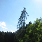 Waldtag 096.jpg