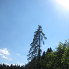 Waldtag 097.jpg