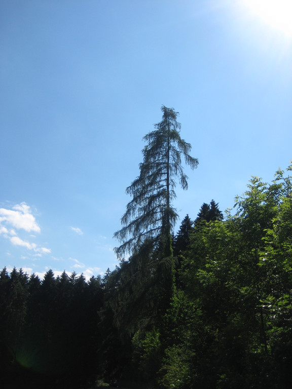 Waldtag 097.jpg