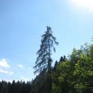 Waldtag 098.jpg