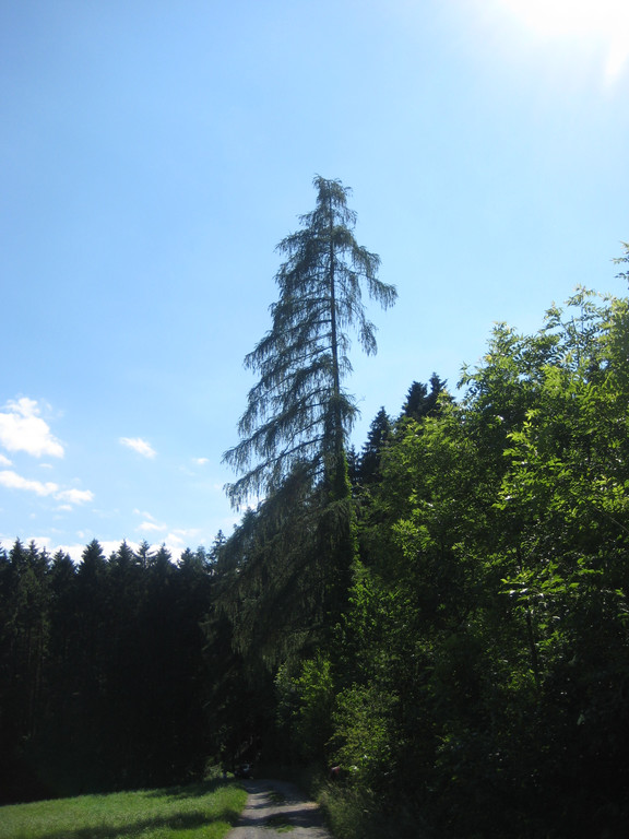 Waldtag 098.jpg