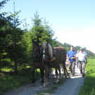 Waldtag 105.jpg