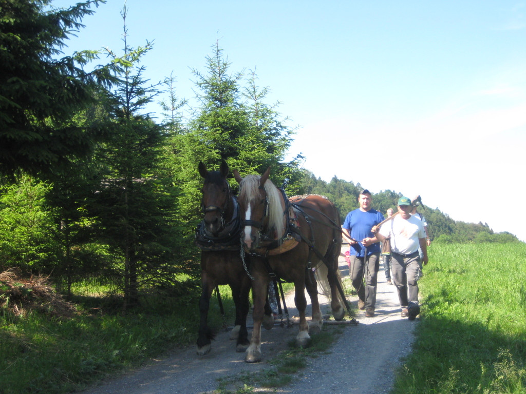 Waldtag 105.jpg
