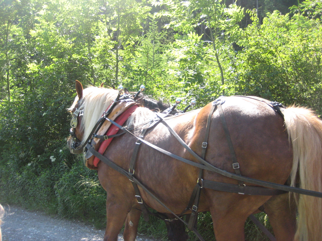 Waldtag 107.jpg
