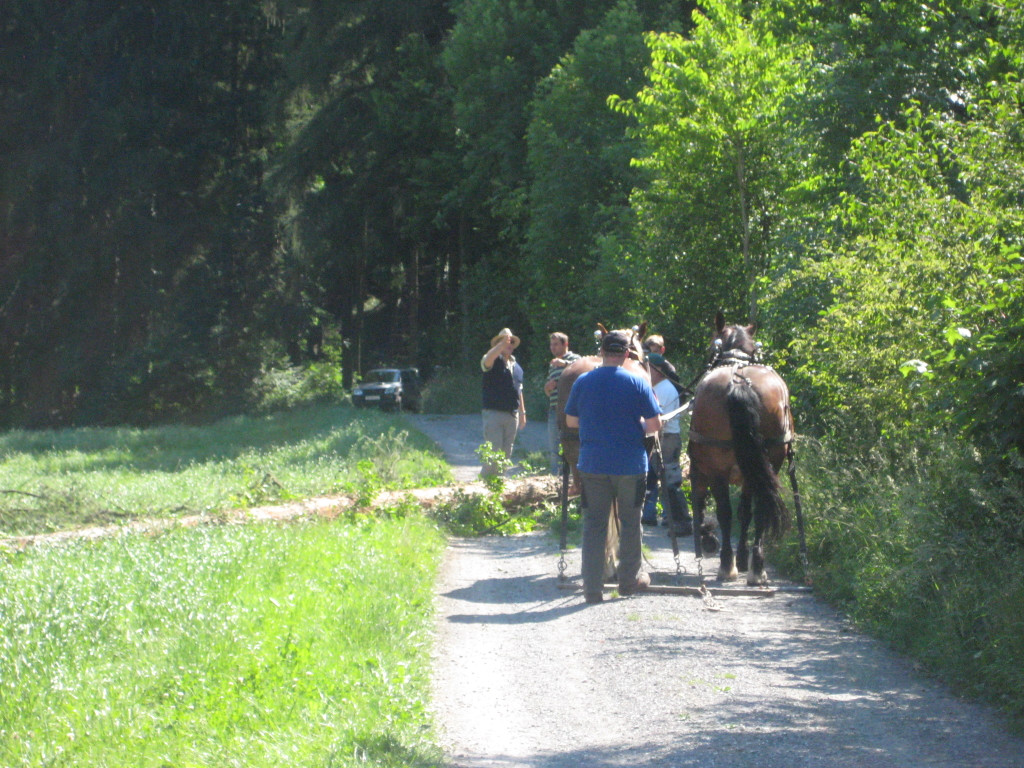 Waldtag 108.jpg