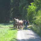 Waldtag 109.jpg