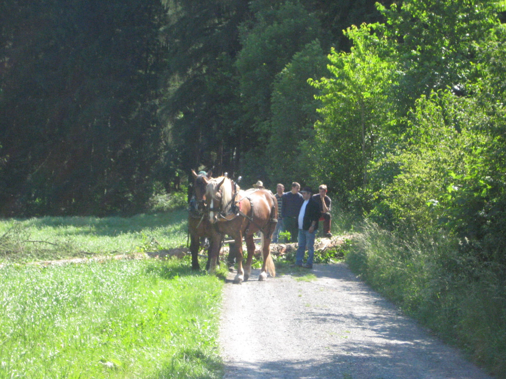 Waldtag 109.jpg