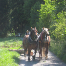 Waldtag 110.jpg