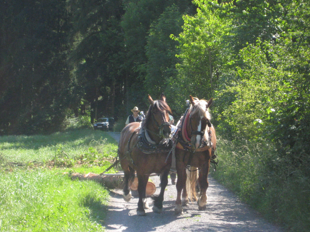 Waldtag 110.jpg