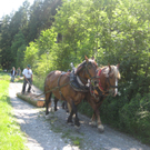 Waldtag 111.jpg