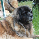 normal_28052011leonbergerschaufaaktivnews_01.jpg