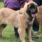 normal_28052011leonbergerschaufaaktivnews_05.jpg