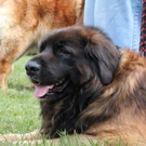 normal_28052011leonbergerschaufaaktivnews_10.jpg