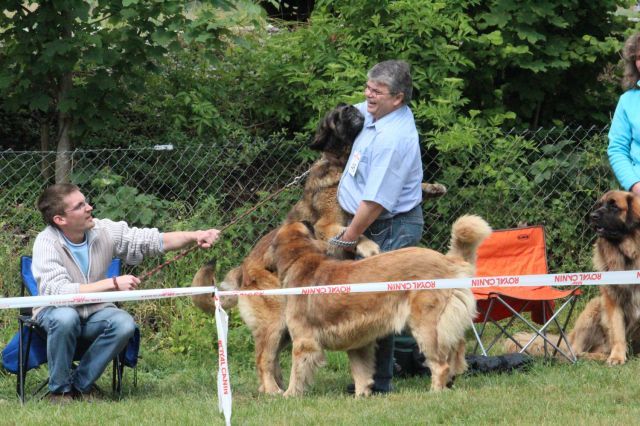 normal_28052011leonbergerschaufaaktivnews_14.jpg