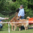normal_28052011leonbergerschaufaaktivnews_14.jpg