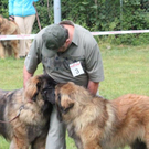 normal_28052011leonbergerschaufaaktivnews_18.jpg