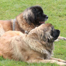 normal_28052011leonbergerschaufaaktivnews_21.jpg