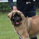 normal_28052011leonbergerschaufaaktivnews_24.jpg