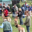 normal_28052011leonbergerschaufaaktivnews_29.jpg