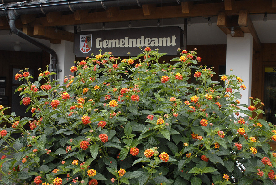 _DSC0519_bearbeitet-1_jpg-1306868621