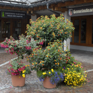 _DSC0526_bearbeitet-1_jpg-1306868656