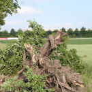 normal_03062011schweinelasterfaaktivnews_006.jpg
