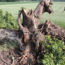 normal_03062011schweinelasterfaaktivnews_009.jpg