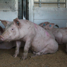 normal_03062011schweinelasterfaaktivnews_012.jpg