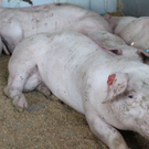normal_03062011schweinelasterfaaktivnews_013.jpg