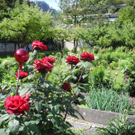 DSCN8164_JPG-1307177752