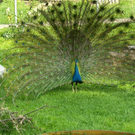 Pfau 1a_JPG-1307188805