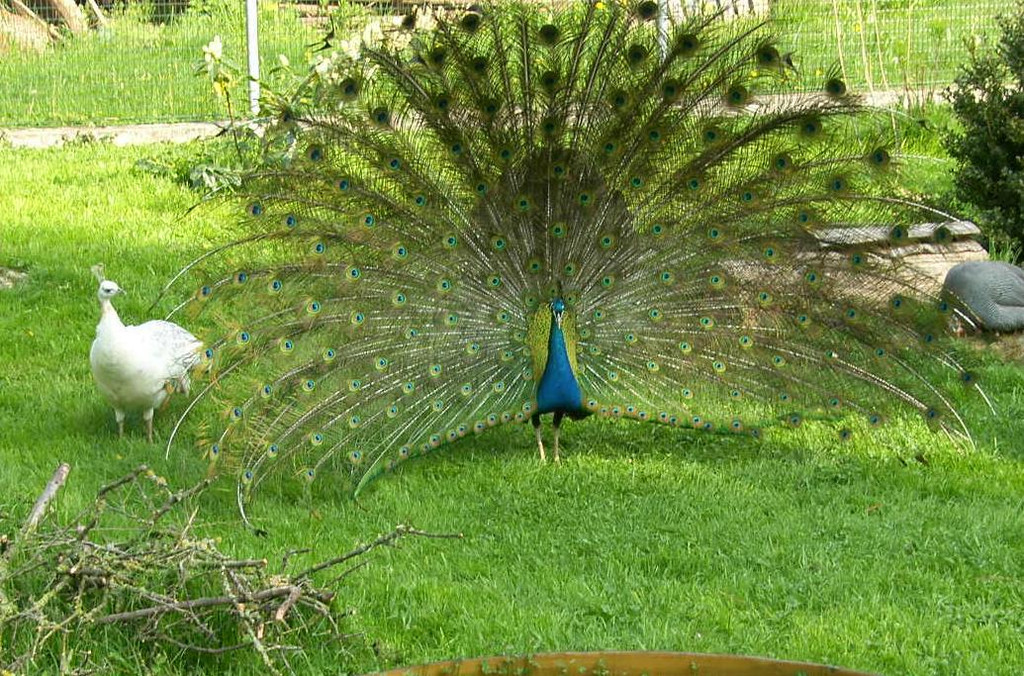 Pfau 1a_JPG-1307188805