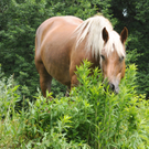 Naturpark 04_06_2011 19_jpg-1307193724