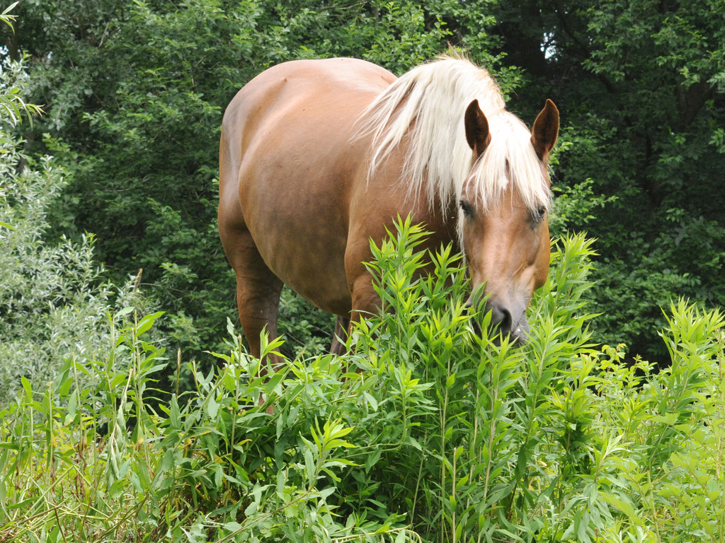 Naturpark 04_06_2011 19_jpg-1307193724
