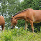 Naturpark 04_06_2011 21_jpg-1307193775