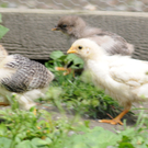 Naturpark H__chst 28_05_2011 33_jpg-1307193920