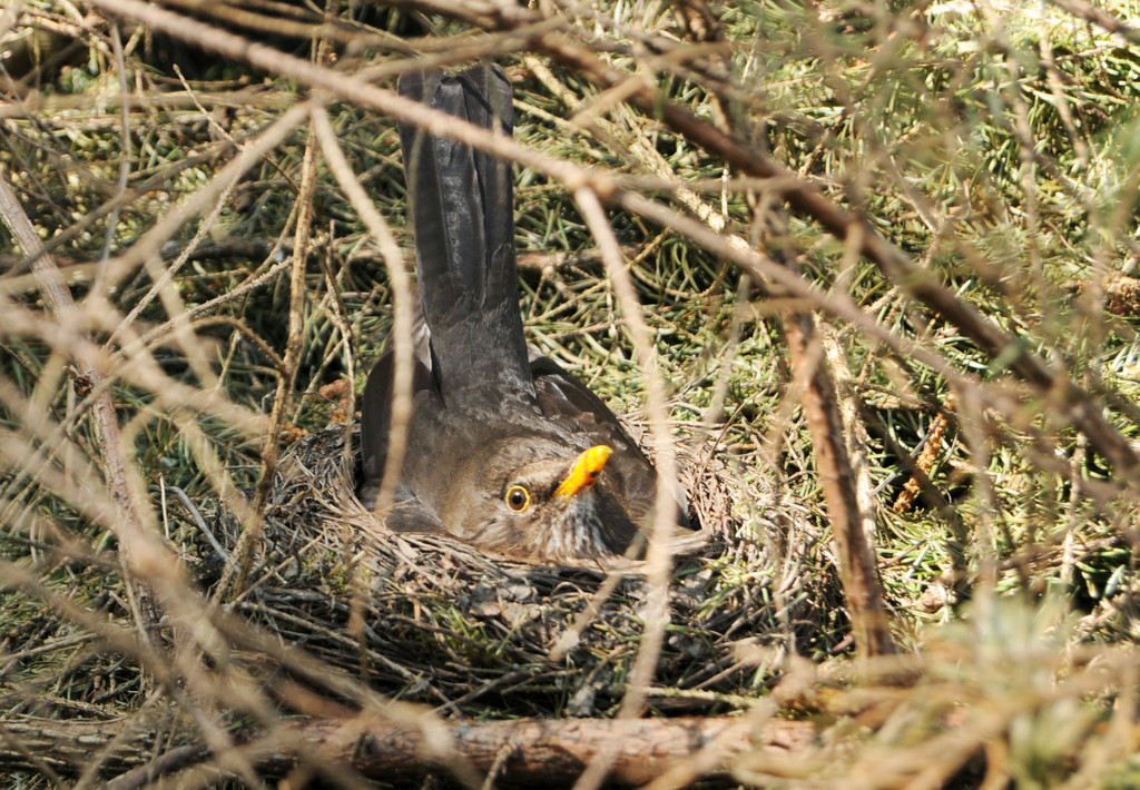 Amsel 18_04_2011 2_jpg-1307194257