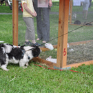 kleintierzucht1_jpg-1307287455