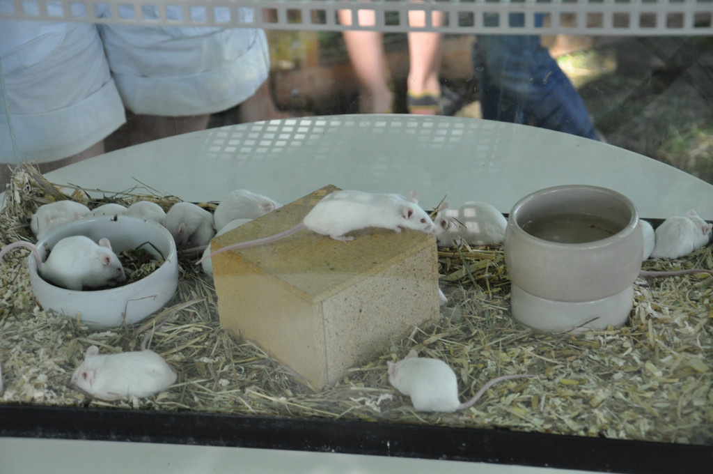 kleintierzucht6_jpg-1307287533
