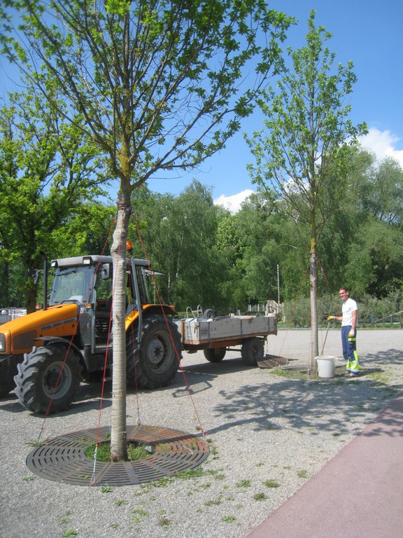 Hafen AUDIT Blauer Anker 2011 _15__jpg-1307300507